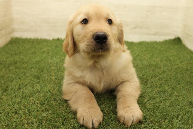 千葉県のゴールデンレトリバー (Coo&RIKU市原店/2025年9月14日生まれ/男の子/ゴールデン)の子犬