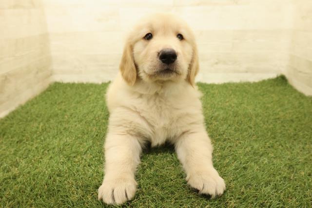 千葉県のゴールデンレトリバー (Coo&RIKU木更津店/2025年9月14日生まれ/男の子/ゴールデン)の子犬