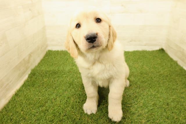 ゴールデン・レトリバー