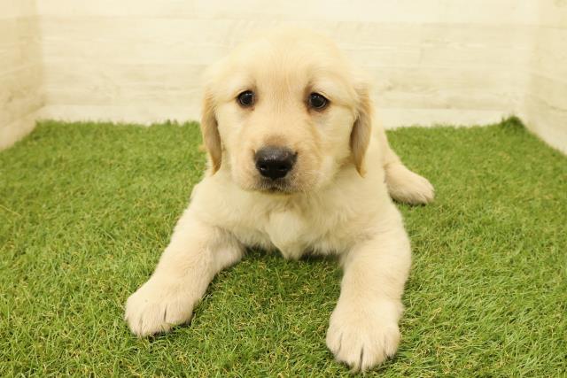 茨城県のゴールデンレトリバー (Coo&RIKU水戸店/2025年9月14日生まれ/女の子/ゴールデン)の子犬の1枚目の画像