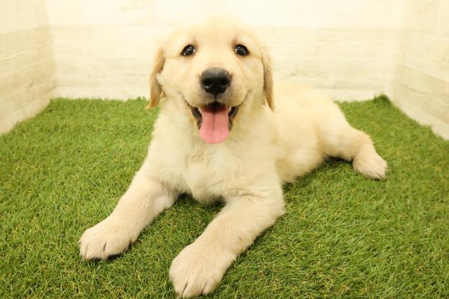 茨城県のゴールデンレトリバー (Coo&RIKU水戸店/2025年9月14日生まれ/女の子/ゴールデン)の子犬の2枚目の画像