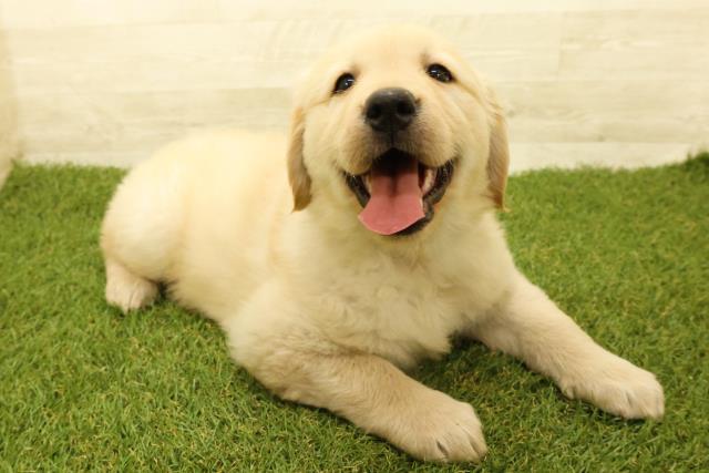 茨城県のゴールデンレトリバー (Coo&RIKU水戸店/2025年9月14日生まれ/女の子/ゴールデン)の子犬の3枚目の画像