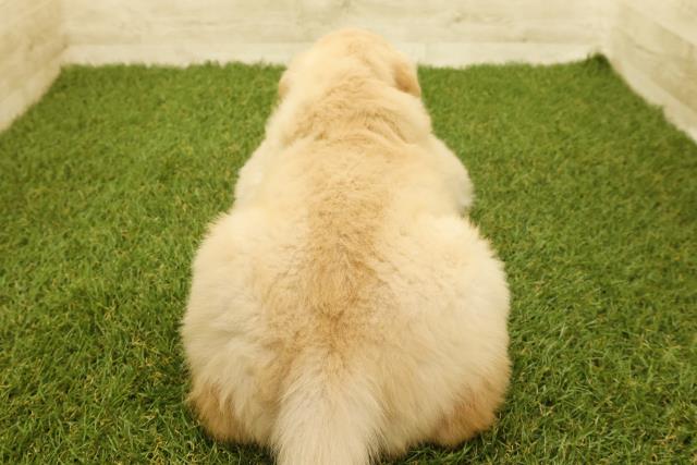 茨城県のゴールデンレトリバー (Coo&RIKU水戸店/2025年9月14日生まれ/女の子/ゴールデン)の子犬の4枚目の画像