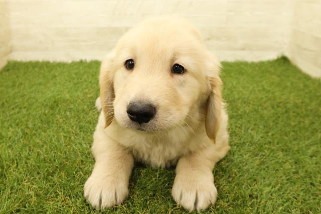 神奈川県のゴールデンレトリバー (Coo&RIKU横浜旭店/2025年9月14日生まれ/女の子/ゴールデン)の子犬
