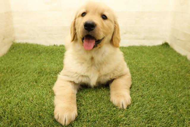 神奈川県のゴールデンレトリバー (Coo&RIKU長津田店/2025年9月14日生まれ/女の子/ゴールデン)の子犬の1枚目の画像