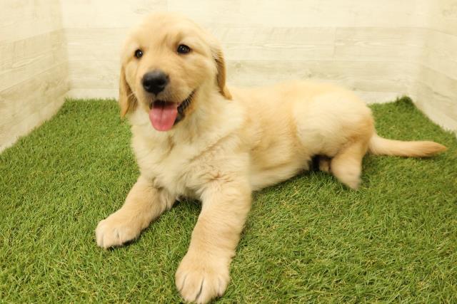 神奈川県のゴールデンレトリバー (Coo&RIKU長津田店/2025年9月14日生まれ/女の子/ゴールデン)の子犬の2枚目の画像
