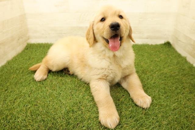 神奈川県のゴールデンレトリバー (Coo&RIKU長津田店/2025年9月14日生まれ/女の子/ゴールデン)の子犬の3枚目の画像