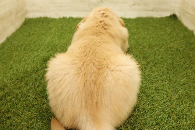 神奈川県のゴールデンレトリバー (Coo&RIKU長津田店/2025年9月14日生まれ/女の子/ゴールデン)の子犬の4枚目の画像