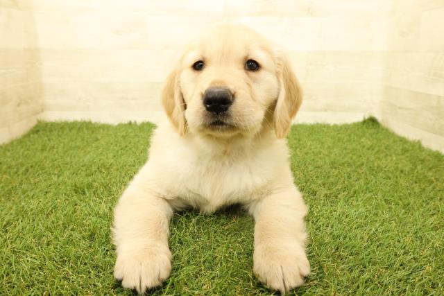 福島県のゴールデンレトリバー (Coo&RIKUいわき店/2025年9月14日生まれ/女の子/ゴールデン)の子犬の1枚目の画像