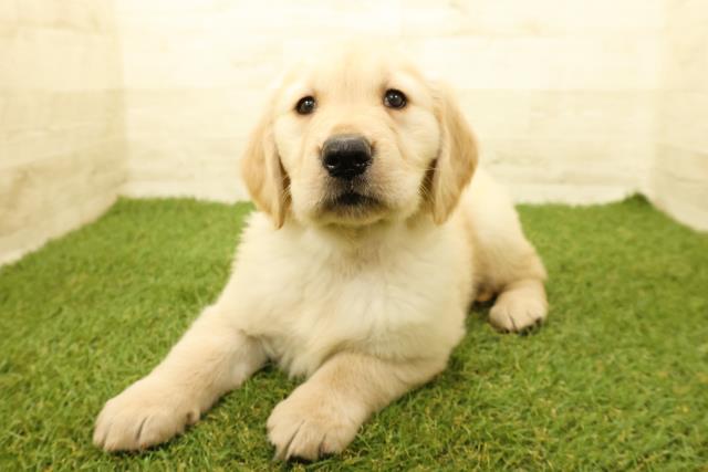 福島県のゴールデンレトリバー (Coo&RIKUいわき店/2025年9月14日生まれ/女の子/ゴールデン)の子犬の2枚目の画像