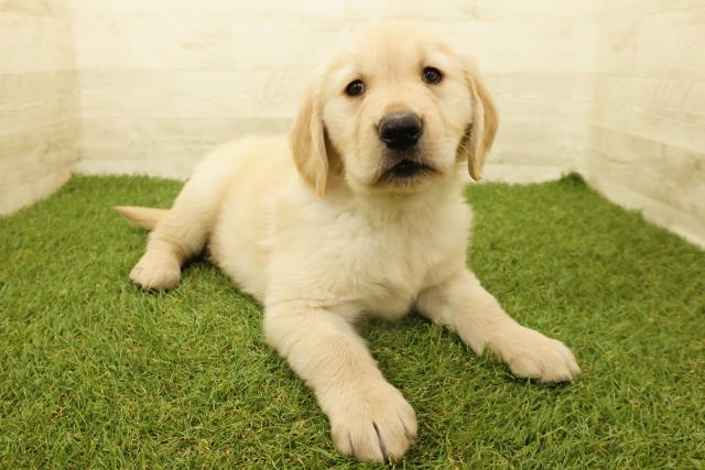 福島県のゴールデンレトリバー (Coo&RIKUいわき店/2025年9月14日生まれ/女の子/ゴールデン)の子犬の3枚目の画像