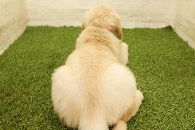 福島県のゴールデンレトリバー (Coo&RIKUいわき店/2025年9月14日生まれ/女の子/ゴールデン)の子犬の4枚目の画像