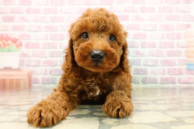 山形県のトイプードル(トイ) (Coo&RIKU山形店/2025年9月15日生まれ/男の子/レッド)の子犬の1枚目の画像