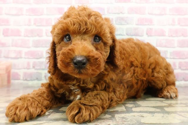 山形県のトイプードル(トイ) (Coo&RIKU山形店/2025年9月15日生まれ/男の子/レッド)の子犬の2枚目の画像