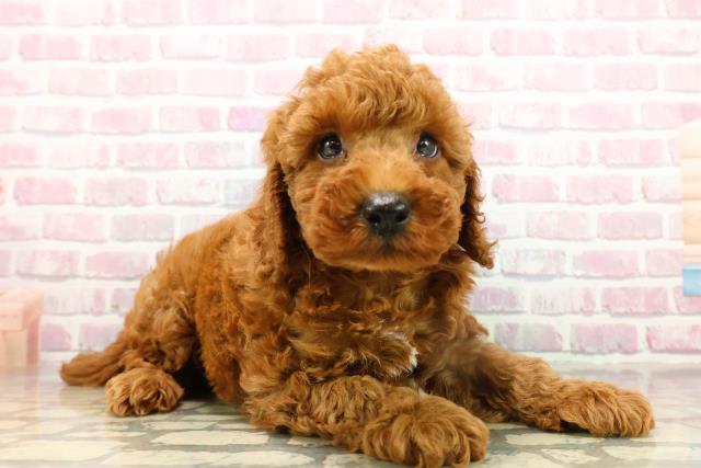 山形県のトイプードル(トイ) (Coo&RIKU山形店/2025年9月15日生まれ/男の子/レッド)の子犬の3枚目の画像