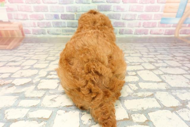 山形県のトイプードル(トイ) (Coo&RIKU山形店/2025年9月15日生まれ/男の子/レッド)の子犬の4枚目の画像