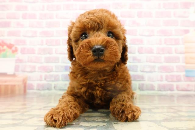 新潟県のトイプードル(トイ) (Coo&RIKU上越店/2025年9月15日生まれ/男の子/レッド)の子犬