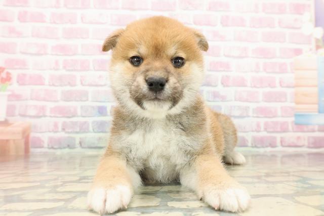 長野県の柴犬(標準サイズ) (Coo&RIKU綿半庄内店/2025年9月15日生まれ/男の子/赤)の子犬の1枚目の画像