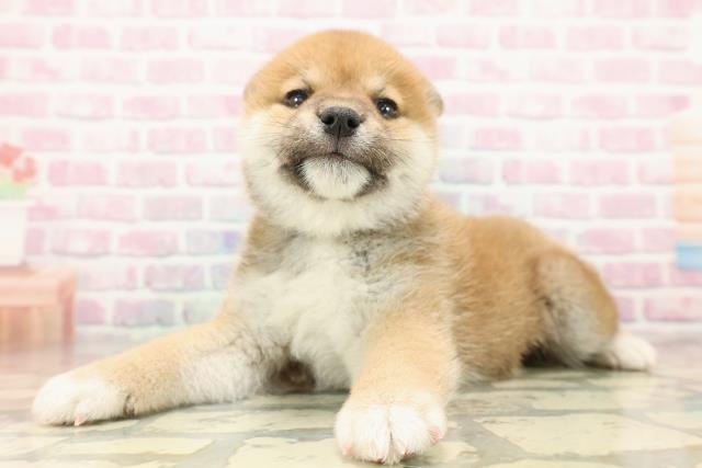 長野県の柴犬(標準サイズ) (Coo&RIKU綿半庄内店/2025年9月15日生まれ/男の子/赤)の子犬の2枚目の画像