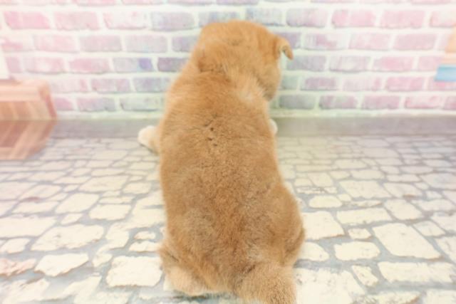 長野県の柴犬(標準サイズ) (Coo&RIKU綿半庄内店/2025年9月15日生まれ/男の子/赤)の子犬の4枚目の画像