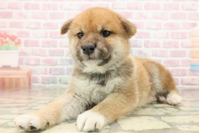 石川県の柴犬(標準サイズ) (Coo&RIKU金沢店/2025年9月15日生まれ/男の子/赤)の子犬の2枚目の画像