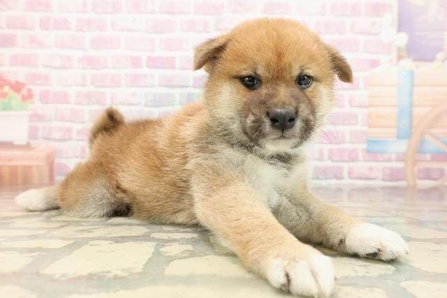 石川県の柴犬(標準サイズ) (Coo&RIKU金沢店/2025年9月15日生まれ/男の子/赤)の子犬の3枚目の画像