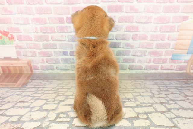 石川県の柴犬(標準サイズ) (Coo&RIKU金沢店/2025年9月15日生まれ/男の子/赤)の子犬の4枚目の画像