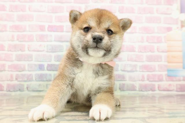 北海道の柴犬(標準サイズ) (Coo&RIKU札幌東店/2025年9月15日生まれ/女の子/赤)の子犬