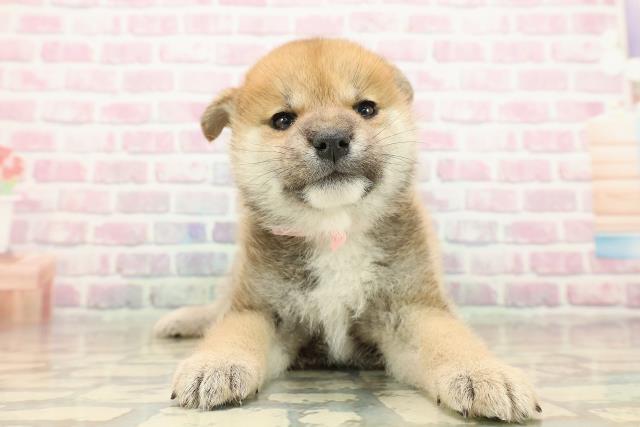 東京都の柴犬(標準サイズ) (Coo&RIKU足立本店/2025年9月15日生まれ/女の子/赤)の子犬