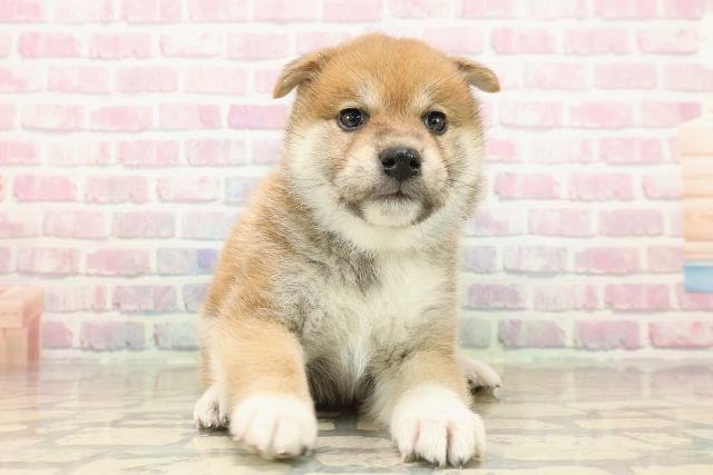 千葉県の柴犬(標準サイズ) (Coo&RIKUコメリパワー旭店/2025年9月15日生まれ/女の子/赤)の子犬