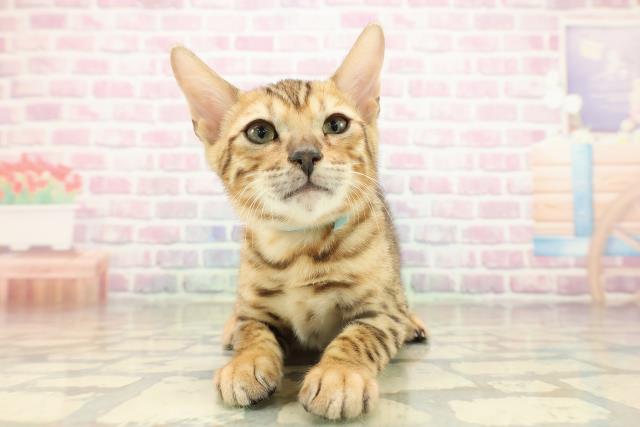 東京都のベンガル (Coo&RIKU武蔵小山店/2025年9月5日生まれ/男の子/ブラウンスポットタビー)の子猫の1枚目の画像