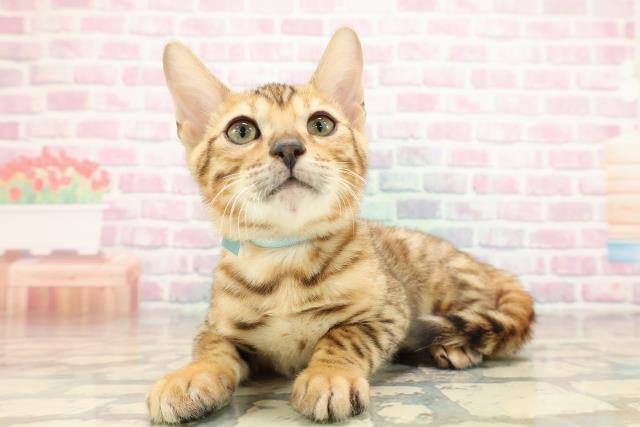 東京都のベンガル (Coo&RIKU武蔵小山店/2025年9月5日生まれ/男の子/ブラウンスポットタビー)の子猫の2枚目の画像
