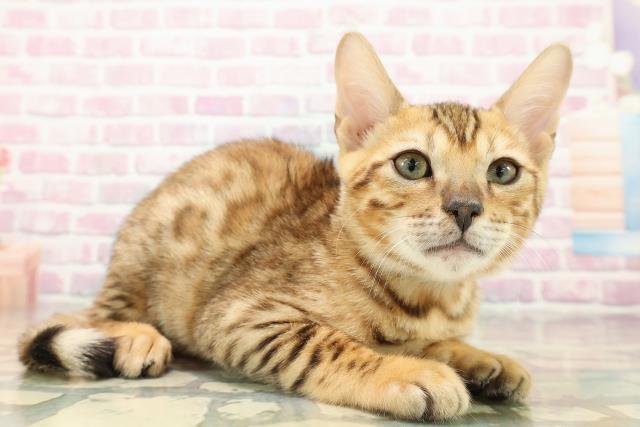 東京都のベンガル (Coo&RIKU武蔵小山店/2025年9月5日生まれ/男の子/ブラウンスポットタビー)の子猫の3枚目の画像