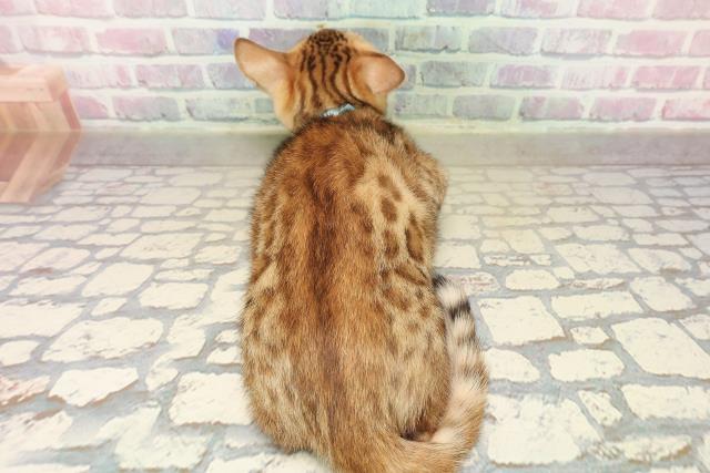 東京都のベンガル (Coo&RIKU武蔵小山店/2025年9月5日生まれ/男の子/ブラウンスポットタビー)の子猫の4枚目の画像