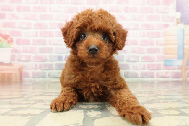 長野県のトイプードル(トイ) (Coo&RIKUコメリパワー長野東部店/2025年9月15日生まれ/男の子/レッド)の子犬の1枚目の画像