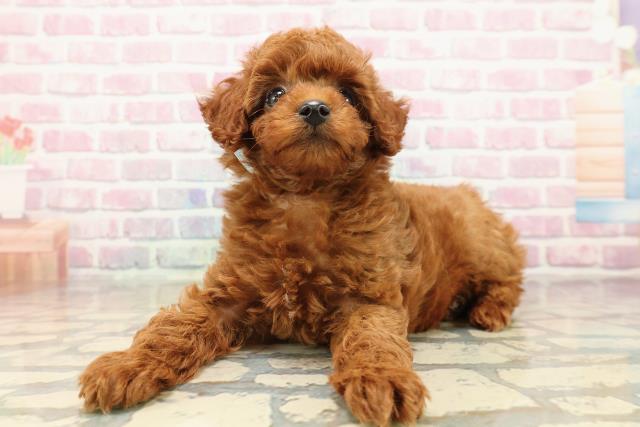 長野県のトイプードル(トイ) (Coo&RIKUコメリパワー長野東部店/2025年9月15日生まれ/男の子/レッド)の子犬の2枚目の画像