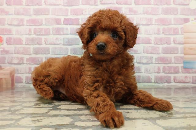 長野県のトイプードル(トイ) (Coo&RIKUコメリパワー長野東部店/2025年9月15日生まれ/男の子/レッド)の子犬の3枚目の画像