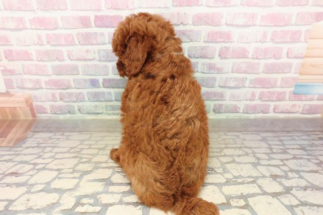 長野県のトイプードル(トイ) (Coo&RIKUコメリパワー長野東部店/2025年9月15日生まれ/男の子/レッド)の子犬の4枚目の画像