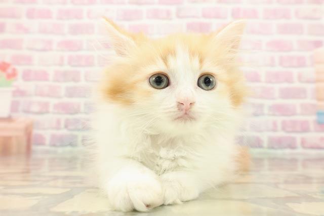 茨城県のミヌエット (Coo&RIKU水戸店/2025年9月10日生まれ/女の子/レッドタビーホワイト)の子猫の1枚目の画像