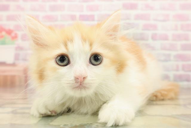 茨城県のミヌエット (Coo&RIKU水戸店/2025年9月10日生まれ/女の子/レッドタビーホワイト)の子猫の2枚目の画像