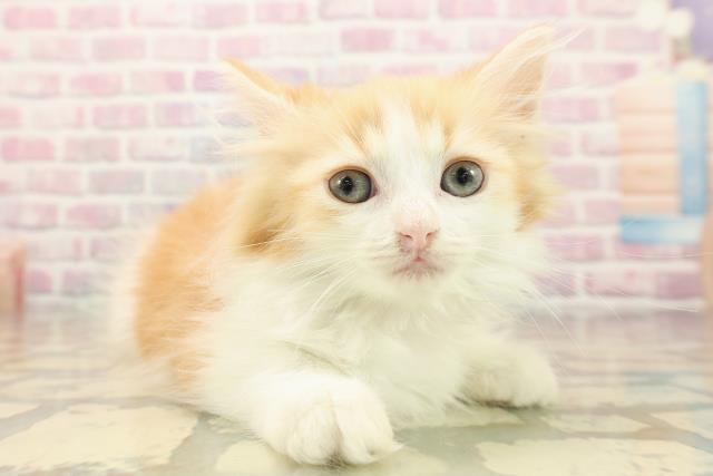 茨城県のミヌエット (Coo&RIKU水戸店/2025年9月10日生まれ/女の子/レッドタビーホワイト)の子猫の3枚目の画像