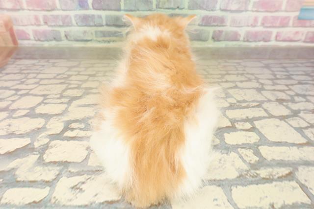 茨城県のミヌエット (Coo&RIKU水戸店/2025年9月10日生まれ/女の子/レッドタビーホワイト)の子猫の4枚目の画像