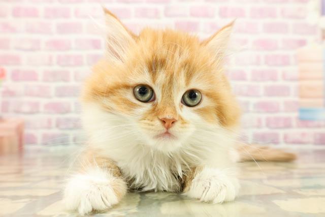 宮城県のミヌエット (Coo&RIKU仙台太白店/2025年9月10日生まれ/女の子/レッドタビーホワイト)の子猫