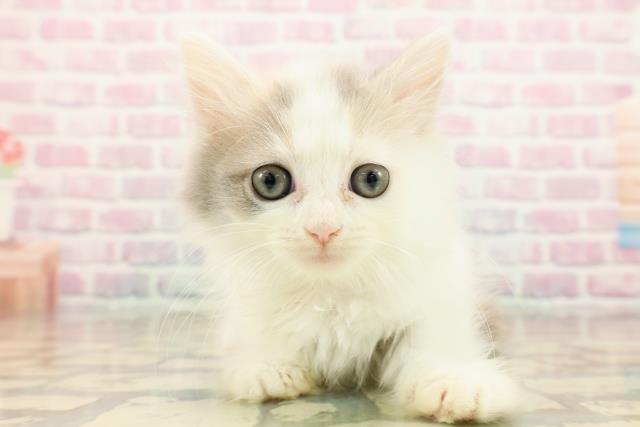 東京都のミヌエット (Coo&RIKU中野サンモール店/2025年9月10日生まれ/女の子/ダイリュートキャリコバン)の子猫の1枚目の画像