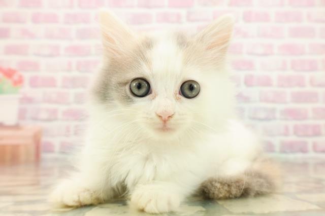 東京都のミヌエット (Coo&RIKU中野サンモール店/2025年9月10日生まれ/女の子/ダイリュートキャリコバン)の子猫の2枚目の画像