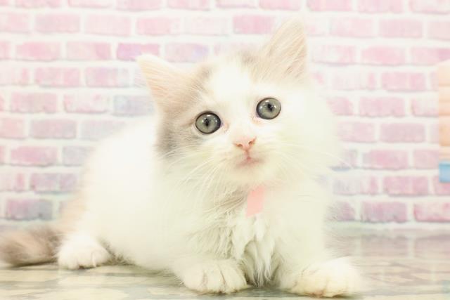 東京都のミヌエット (Coo&RIKU中野サンモール店/2025年9月10日生まれ/女の子/ダイリュートキャリコバン)の子猫の3枚目の画像