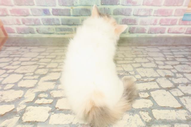 東京都のミヌエット (Coo&RIKU中野サンモール店/2025年9月10日生まれ/女の子/ダイリュートキャリコバン)の子猫の4枚目の画像