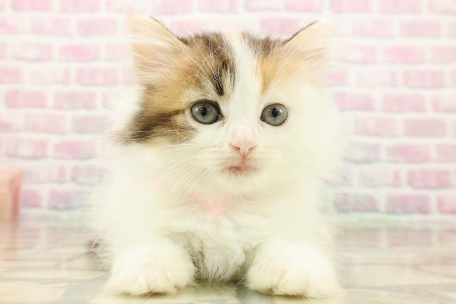 東京都のミヌエット (Coo&RIKU武蔵小山店/2025年9月10日生まれ/女の子/キャリコバン)の子猫の1枚目の画像