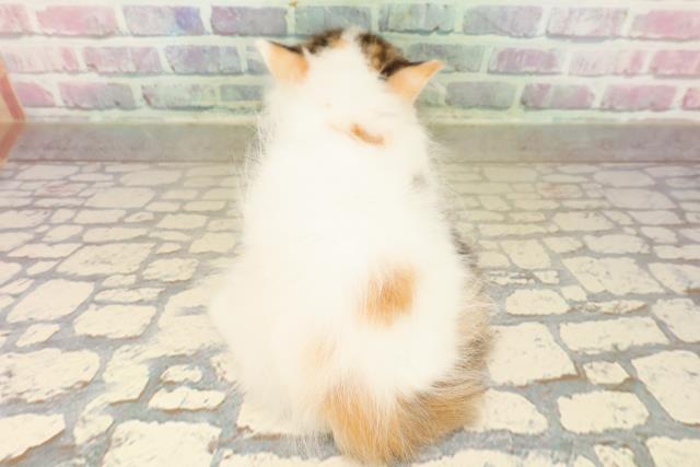 東京都のミヌエット (Coo&RIKU武蔵小山店/2025年9月10日生まれ/女の子/キャリコバン)の子猫の4枚目の画像