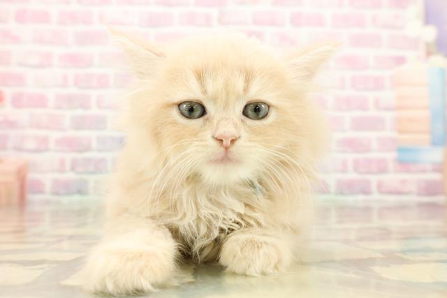 神奈川県のミヌエット (Coo&RIKU秦野店/2025年9月10日生まれ/男の子/クリームタビー)の子猫